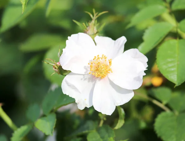 Piękny Biały Kwiat Przyrodzie Parku Przyrodzie — Zdjęcie stockowe