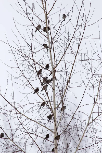 Bandada Gorriones Las Ramas Desnudas Árbol — Foto de Stock