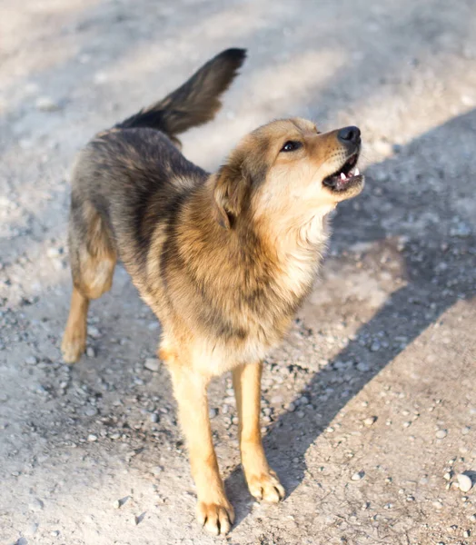 Hermoso Retrato Perro Naturaleza Parque Naturaleza — Foto de Stock