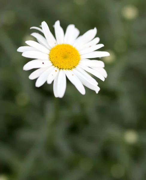 Fiori Margherite Bianche Sulla Natura Nel Parco Nella Natura — Foto Stock