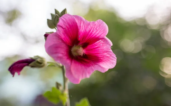 自然の中で美しい赤い花 自然公園で — ストック写真