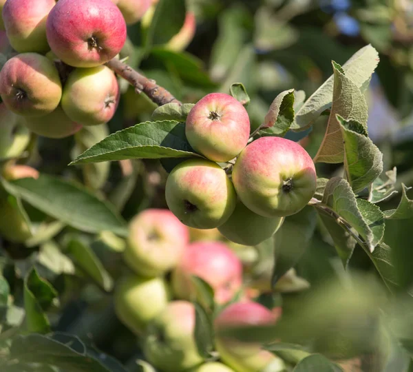 Manzanas Maduras Árbol Parque Naturaleza —  Fotos de Stock