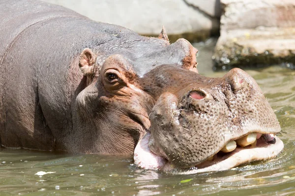 Portrait Hippopotame Dans Zoo — Photo