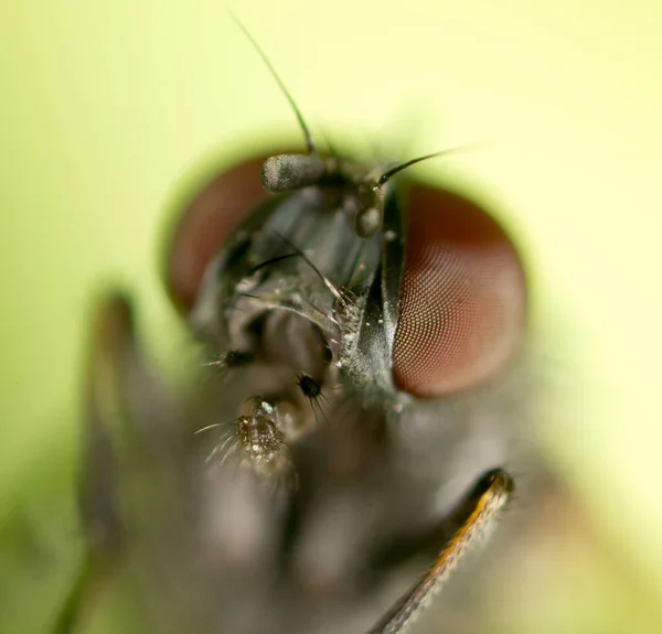 ปภาพแมลงว นในธรรมชาต แมคโคร ในสวนสาธารณะในธรรมชาต — ภาพถ่ายสต็อก