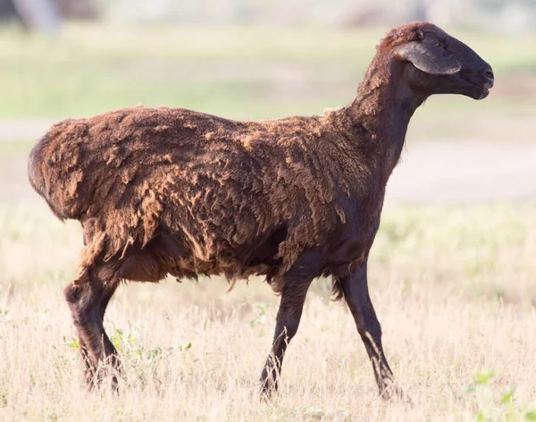 Ovce Pastvině Parku Přírodě — Stock fotografie