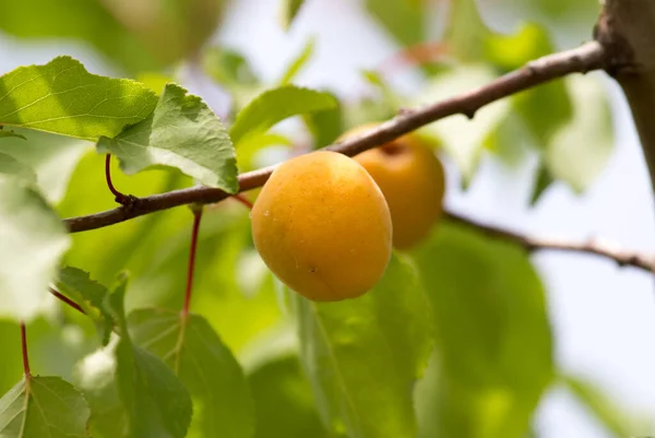 Albaricoque Amarillo Maduro Árbol Parque Naturaleza — Foto de Stock