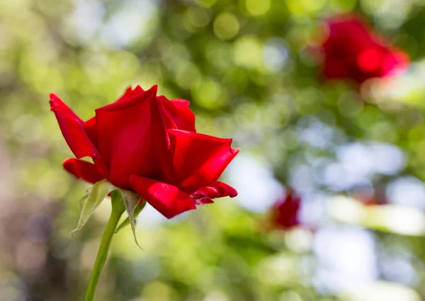 Rosa Roja Naturaleza Parque Naturaleza — Foto de Stock