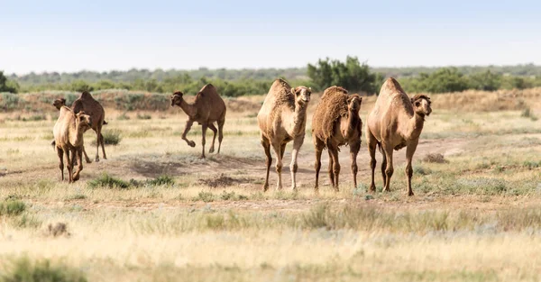 Caravana Camelos Deserto Parque Natureza — Fotografia de Stock