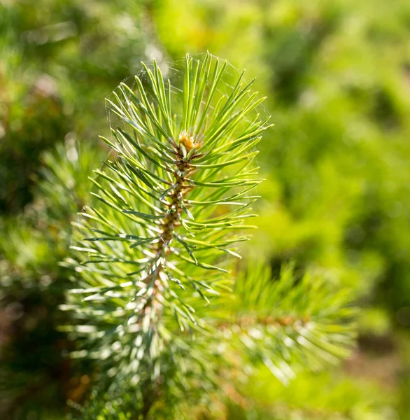 Spruce Park Nature — Stock Photo, Image