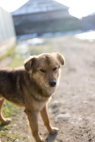 Bellissimo Ritratto Cane Natura Nel Parco Nella Natura — Foto Stock