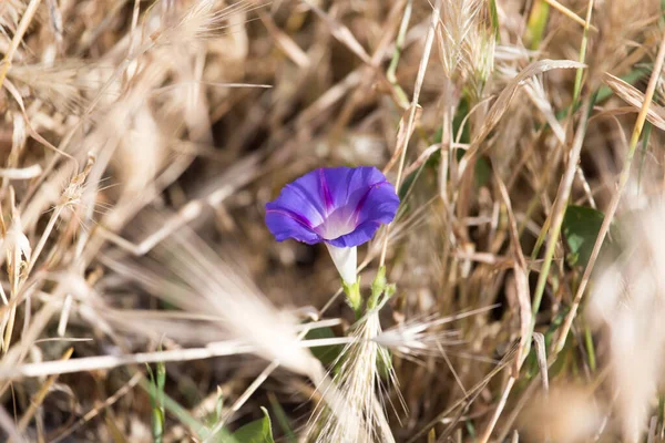 Vacker Blå Blomma Naturen Parken Naturen — Stockfoto