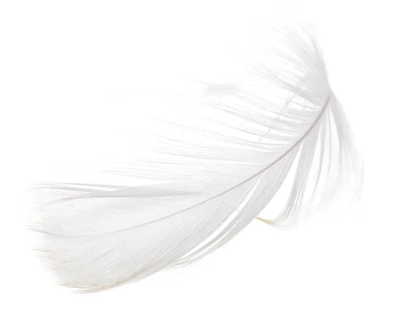 Feather White Background Photos Studio — Stock Photo, Image