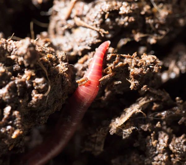 Κόκκινα Σκουλήκια Στο Λίπασμα Μακροεντολή Στο Πάρκο Στη Φύση — Φωτογραφία Αρχείου