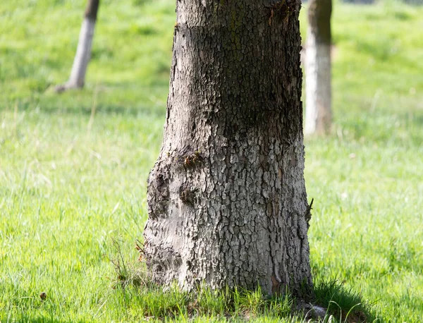 春の公園のクローンの木 — ストック写真