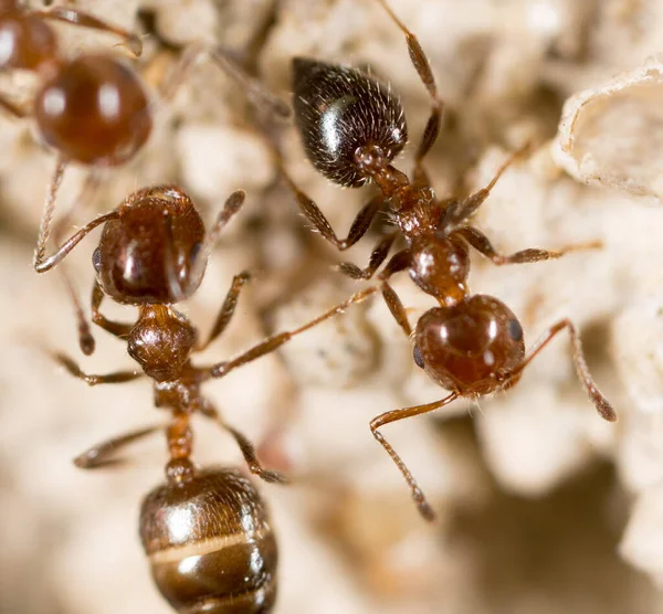 Karınca Yerde Süper Macro Doğadaki Parkta — Stok fotoğraf