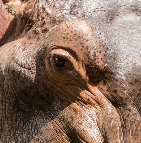 Hippopotame Dans Nature Macro Dans Parc Dans Nature — Photo