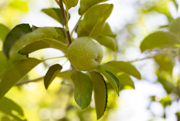 Pomme Verte Sur Arbre Dans Parc Dans Nature — Photo