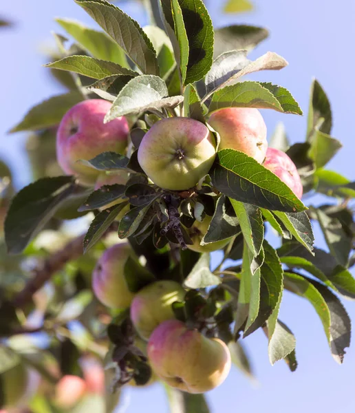 Dojrzałe Jabłka Drzewie Parku Przyrodzie — Zdjęcie stockowe