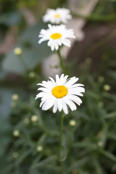 Blüht Weiße Gänseblümchen Auf Der Natur Park Der Natur Park — Stockfoto