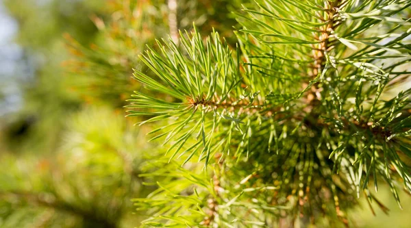 Abete Rosso Nel Parco Sulla Natura — Foto Stock