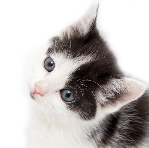 Petit Chaton Sur Fond Blanc Photos Studio — Photo