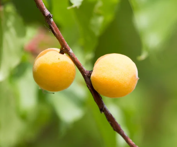 Abricot Jaune Mûr Sur Arbre Dans Parc Dans Nature — Photo