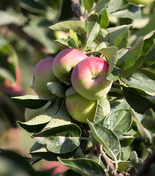 Manzanas Maduras Árbol Parque Naturaleza — Foto de Stock