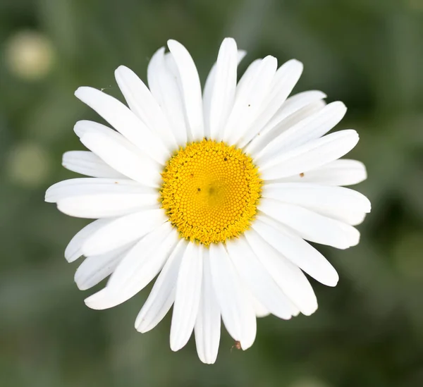 Blüht Weiße Gänseblümchen Auf Der Natur Park Der Natur Park — Stockfoto