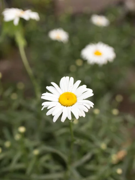 Fiori Margherite Bianche Sulla Natura Nel Parco Nella Natura Nel — Foto Stock