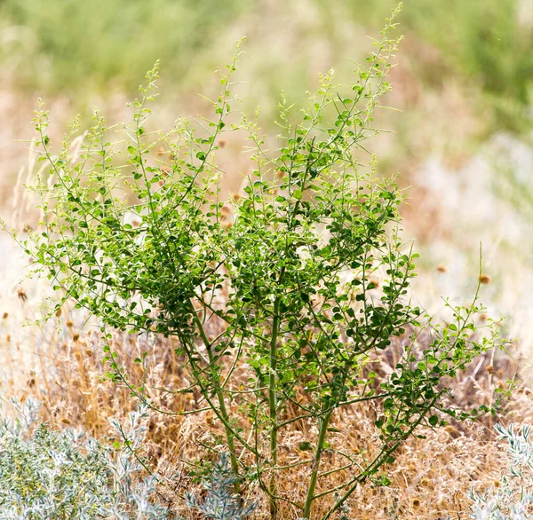 Planta Verde Suelo Seco Naturaleza — Foto de Stock