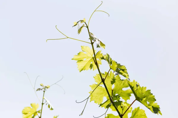 Young Grape Mustache Outdoors Park Nature — Stock Photo, Image