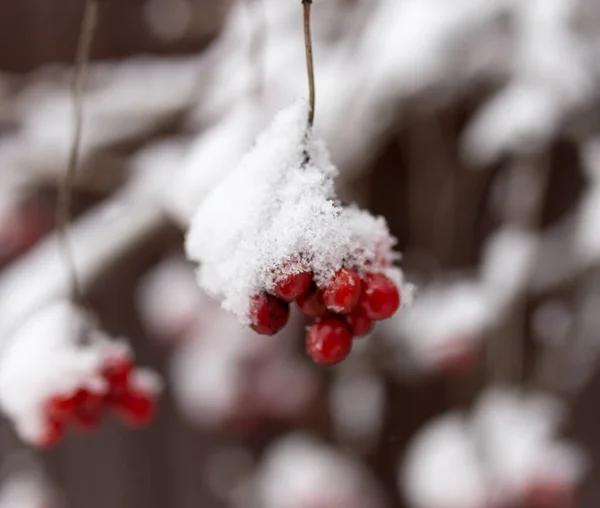 Kalina Rojo Nieve Invierno Naturaleza —  Fotos de Stock