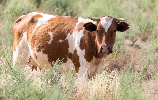 Vaca Pastando Pasto Parque Natureza — Fotografia de Stock