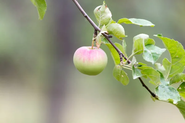 Apfel Baum Der Natur Park Der Natur — Stockfoto