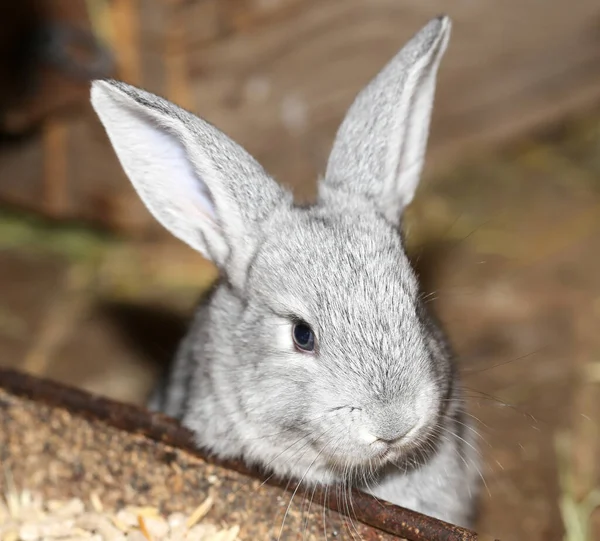 Beautiful Rabbit Farm Park Nature — Stock Photo, Image