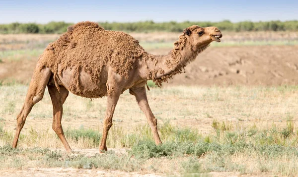 Ritratto Cammello Natura Nel Parco Nella Natura — Foto Stock