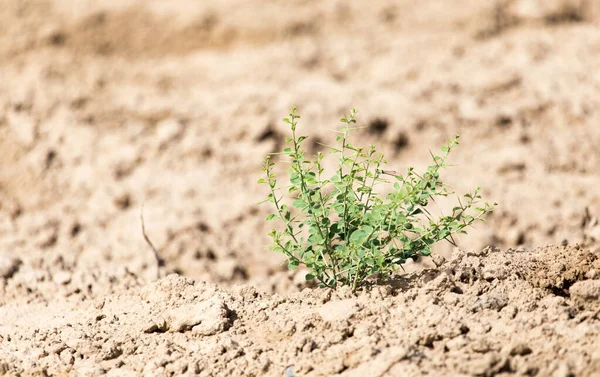 Planta Verde Solo Seco Natureza — Fotografia de Stock