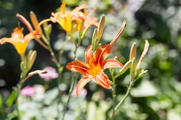 Schöne Orangefarbene Blume Der Natur Park Der Natur — Stockfoto