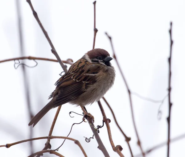 Mus Kale Takken Het Park Natuur — Stockfoto