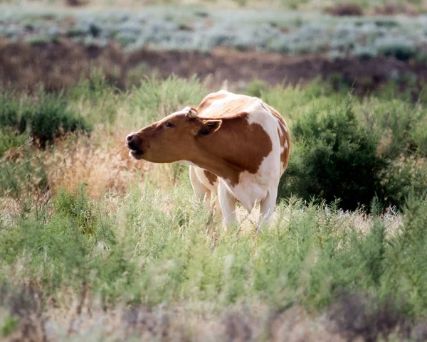 牧草地で牛の放牧 自然公園で — ストック写真