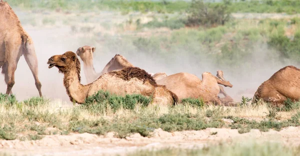 Camelos Jazem Natureza — Fotografia de Stock