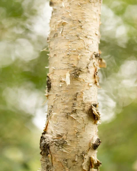 Tronco Betulla Selvatico Natura Nel Parco Nella Natura — Foto Stock