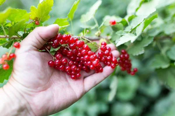 Rode Bes Hand Natuur Het Park Natuur — Stockfoto