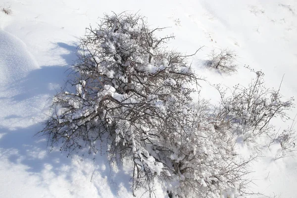 Winterbaum Der Natur Park Der Natur — Stockfoto