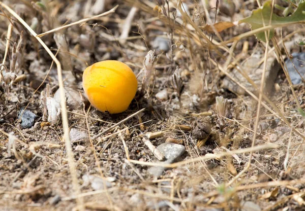 Yerde Olgun Sarı Kayısılar Var Doğadaki Parkta — Stok fotoğraf