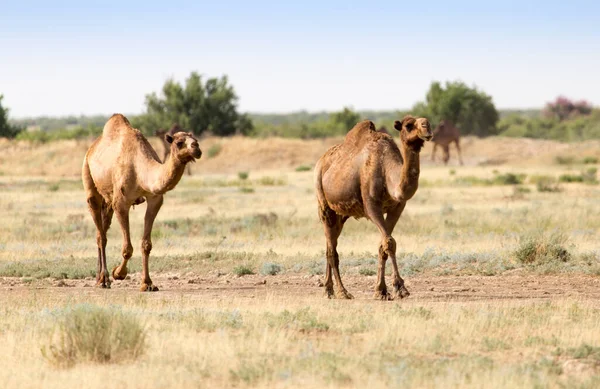 Caravana Camelos Deserto Parque Natureza — Fotografia de Stock