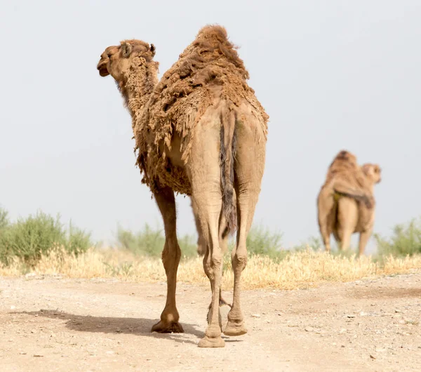 Caravana Camelos Deserto Parque Natureza — Fotografia de Stock