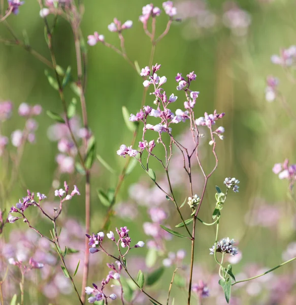 Mooie Kleine Bloemen Natuur Het Park Natuur — Stockfoto