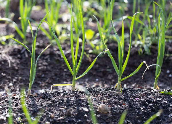 Groene Knoflook Tuin Het Park Natuur — Stockfoto