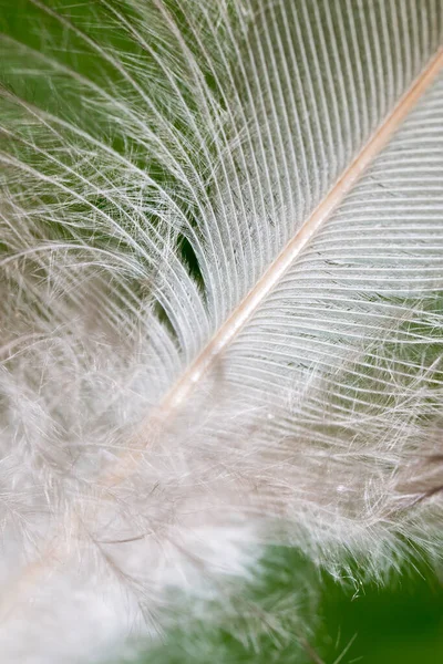 Plumas Sobre Fondo Verde Foto Una Textura Abstracta —  Fotos de Stock